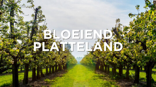 Bloeiend Platteland